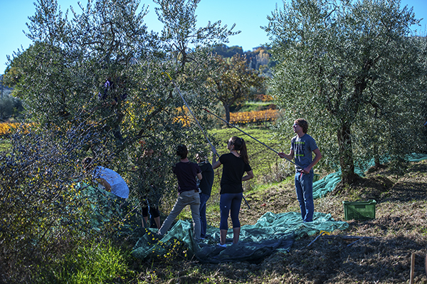 Olive picking in Umbria, pics by Nick Cornish
