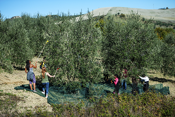 Olive picking in Umbria, pics by Nick Cornish